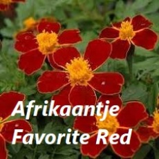Afrikaantje favorite Red - plaatje bloem met tekst