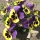 Weetje: viooltjes kun je zowel in voorjaar als najaar in de tuin zetten