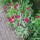 Prikneus | Lychnis coronaria - een leuke vaste plant met eetbare bloemen